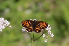 Schmetterling auf der Seiser ALm