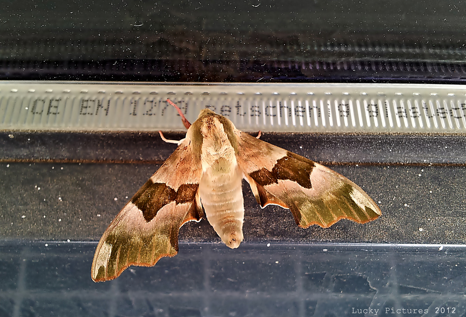 Schmetterling - Auf der Spur