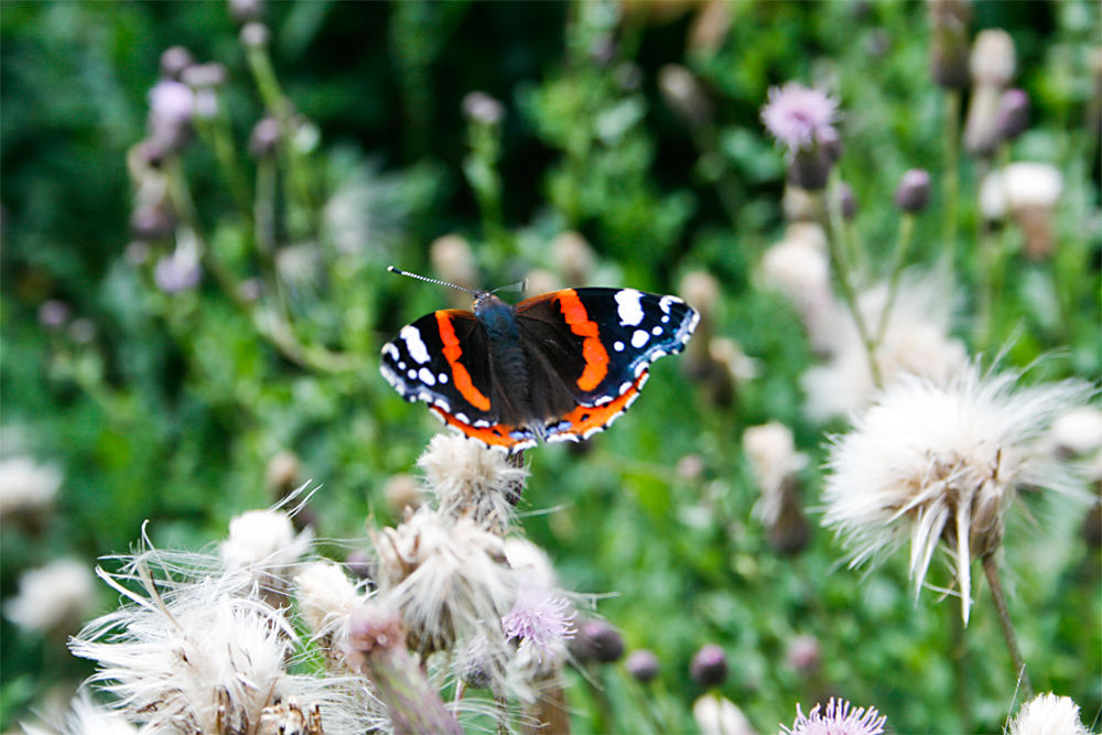 Schmetterling auf der Suche nach Nahrung