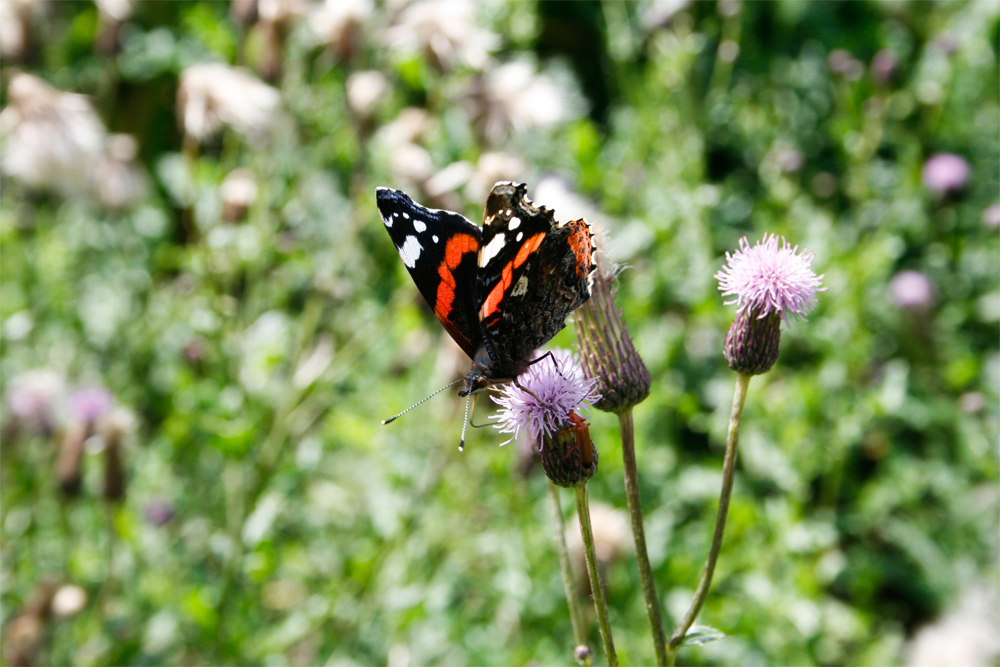 Schmetterling auf der Suche nach Nahrung_2