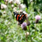 Schmetterling auf der Suche nach Nahrung_2