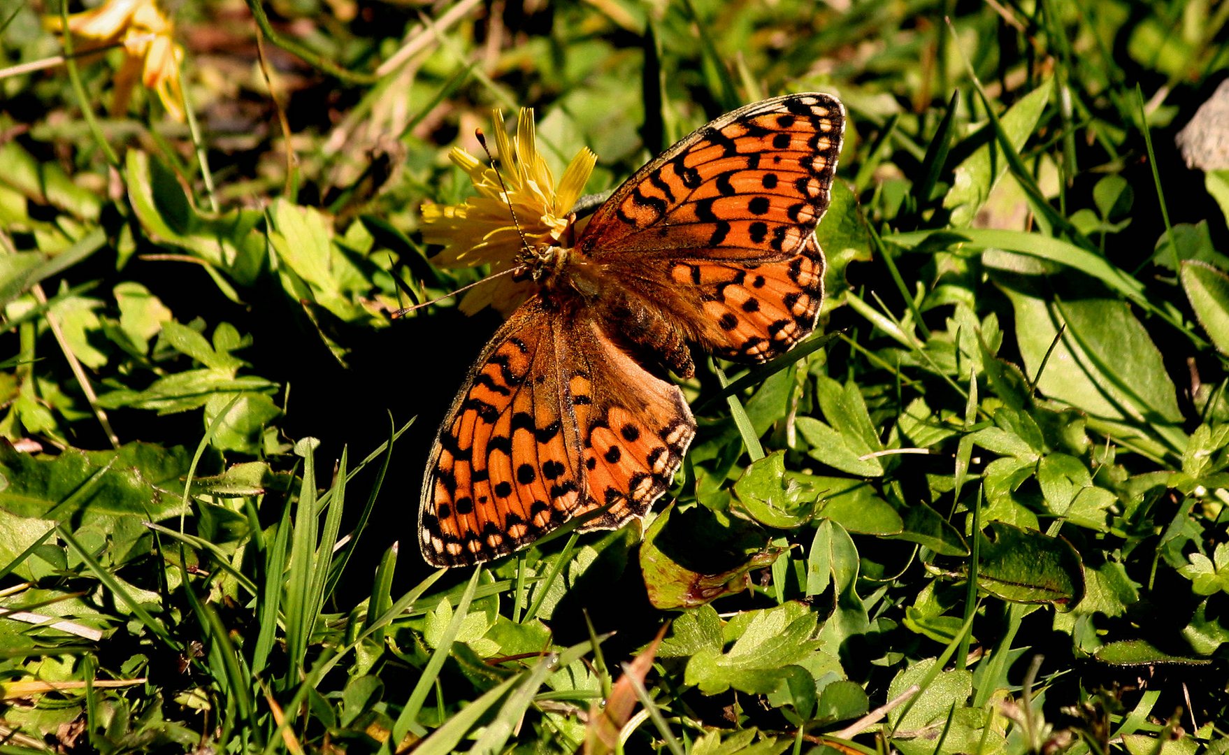 Schmetterling auf der Tablander Alm