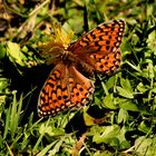 Schmetterling auf der Tablander Alm