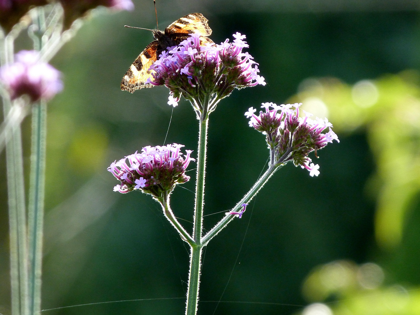 Schmetterling auf der verbena bonariensis