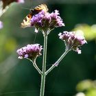 Schmetterling auf der verbena bonariensis