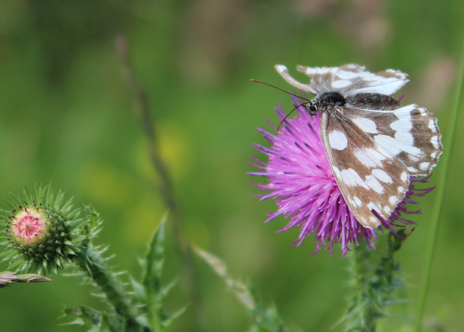 Schmetterling auf Diestel