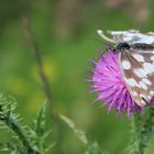 Schmetterling auf Diestel