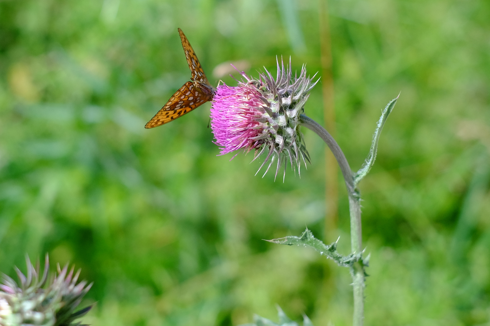 Schmetterling auf Diestel