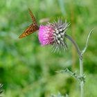 Schmetterling auf Diestel