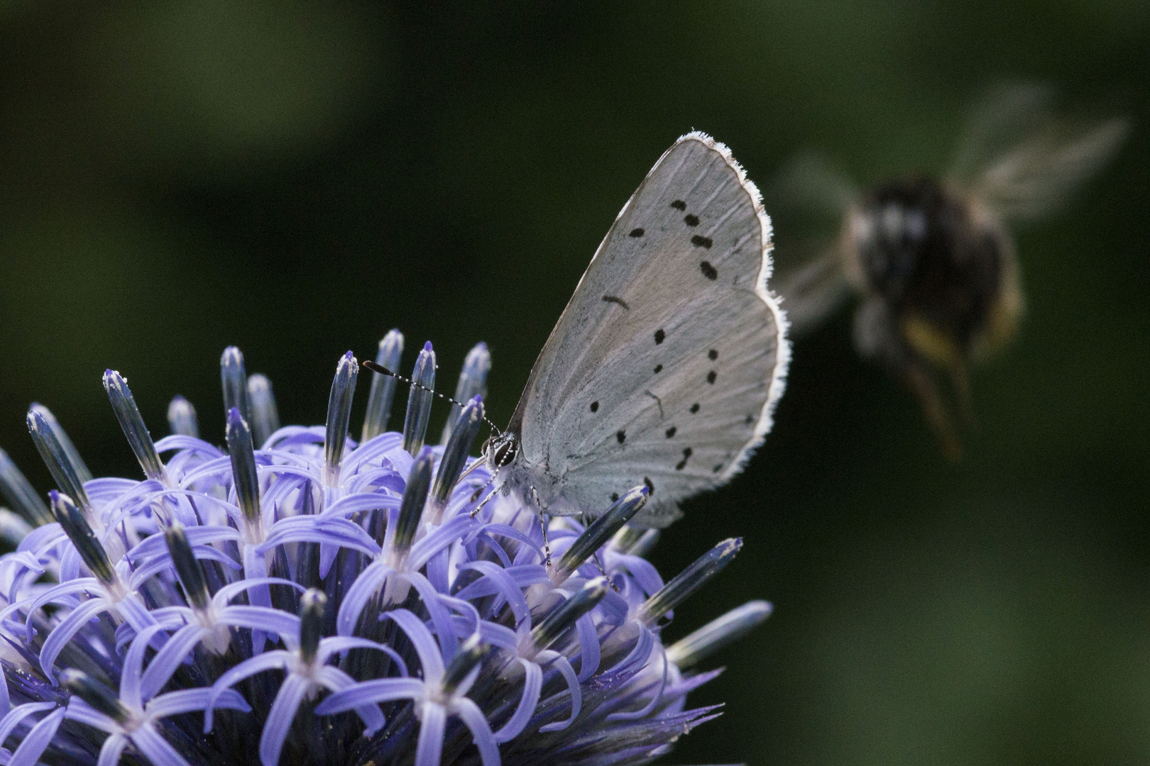 Schmetterling auf Diestelblüte