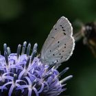 Schmetterling auf Diestelblüte