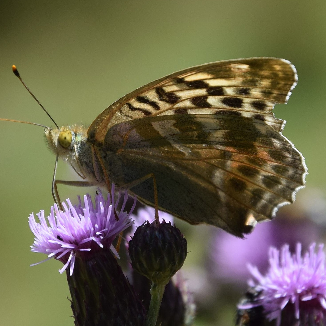 Schmetterling  auf Distel