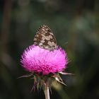 Schmetterling auf Distel