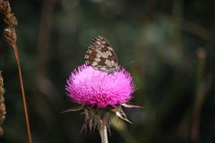 Schmetterling auf Distel