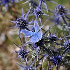 Schmetterling auf Distel