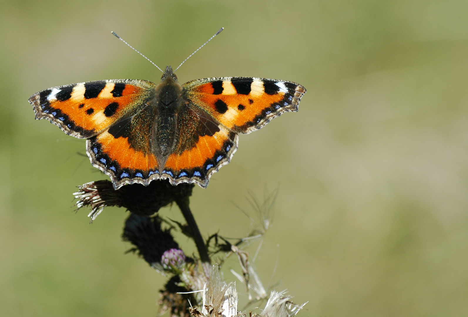 Schmetterling auf Distel