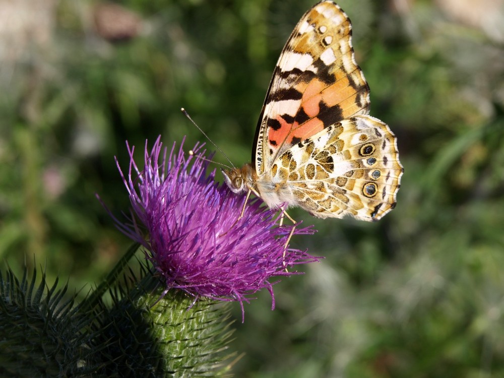 Schmetterling auf Distel