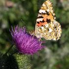 Schmetterling auf Distel