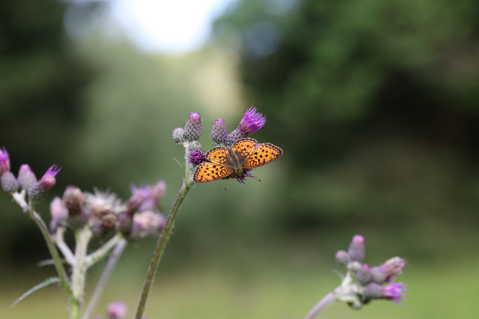 Schmetterling auf Distel