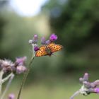 Schmetterling auf Distel