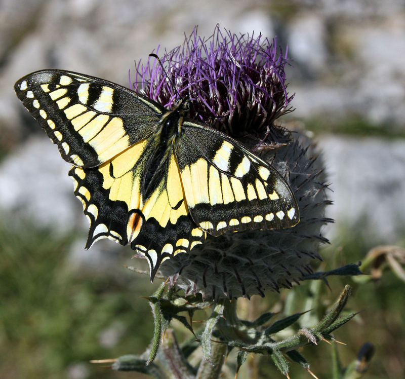 Schmetterling auf Distel