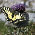 Schmetterling auf Distel