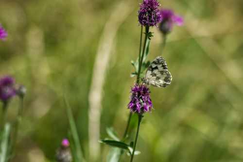 Schmetterling auf Distel