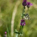 Schmetterling auf Distel