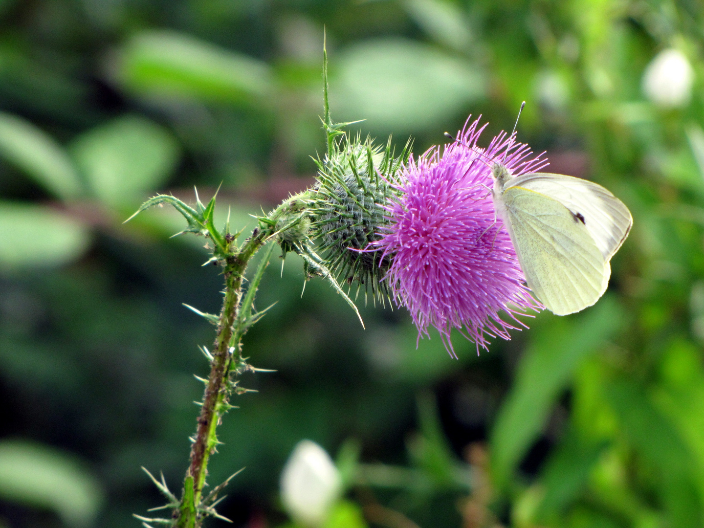 Schmetterling auf Distel