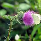 Schmetterling auf Distel