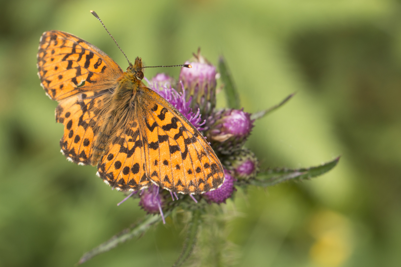 Schmetterling auf Distel