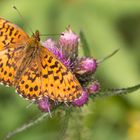 Schmetterling auf Distel