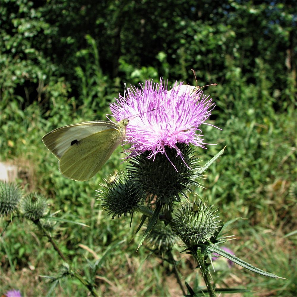 Schmetterling auf Distel