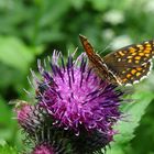 Schmetterling auf Distel