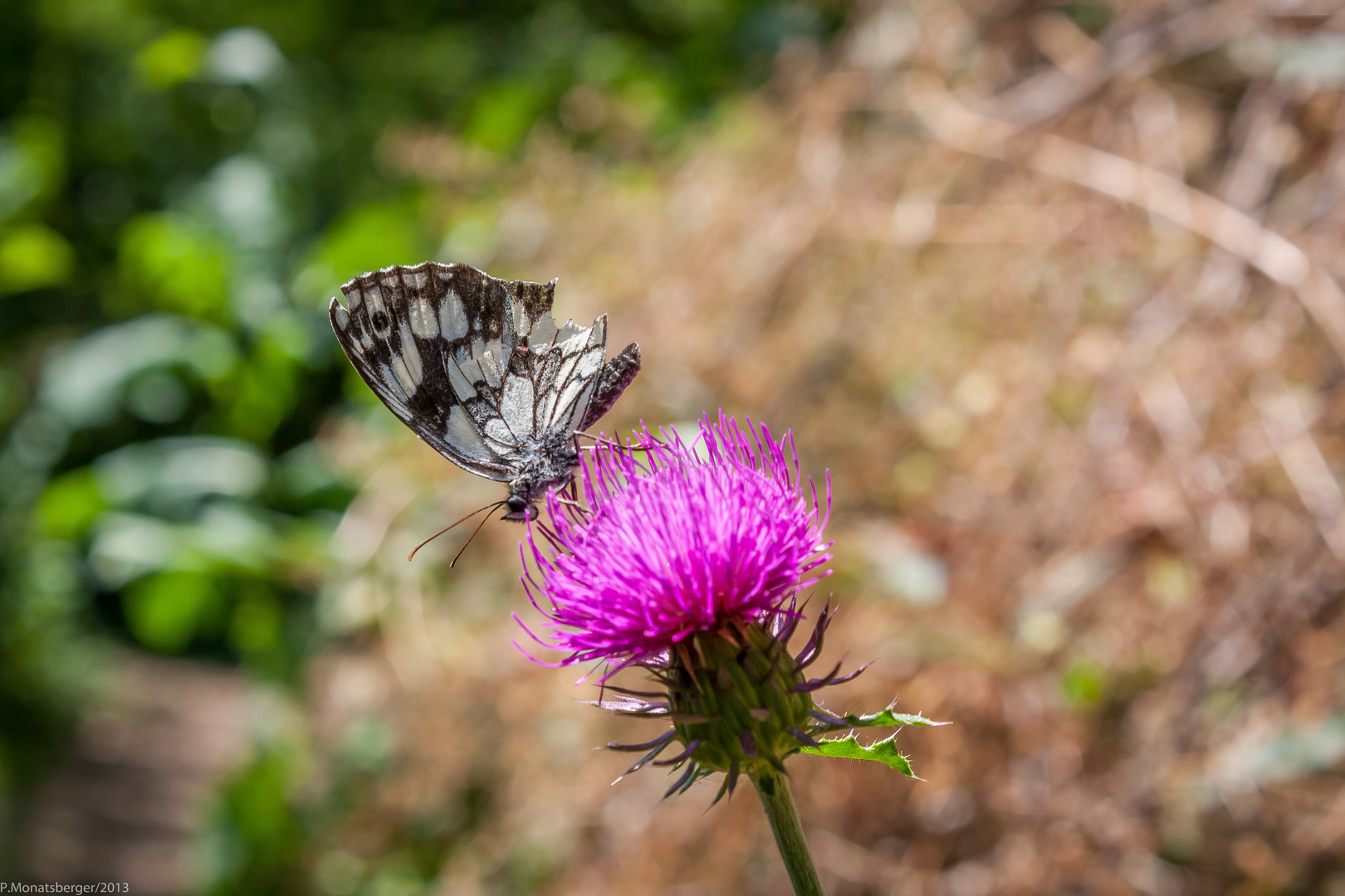 Schmetterling auf Distel im Parco delle Cascate / Italien