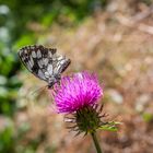 Schmetterling auf Distel im Parco delle Cascate / Italien