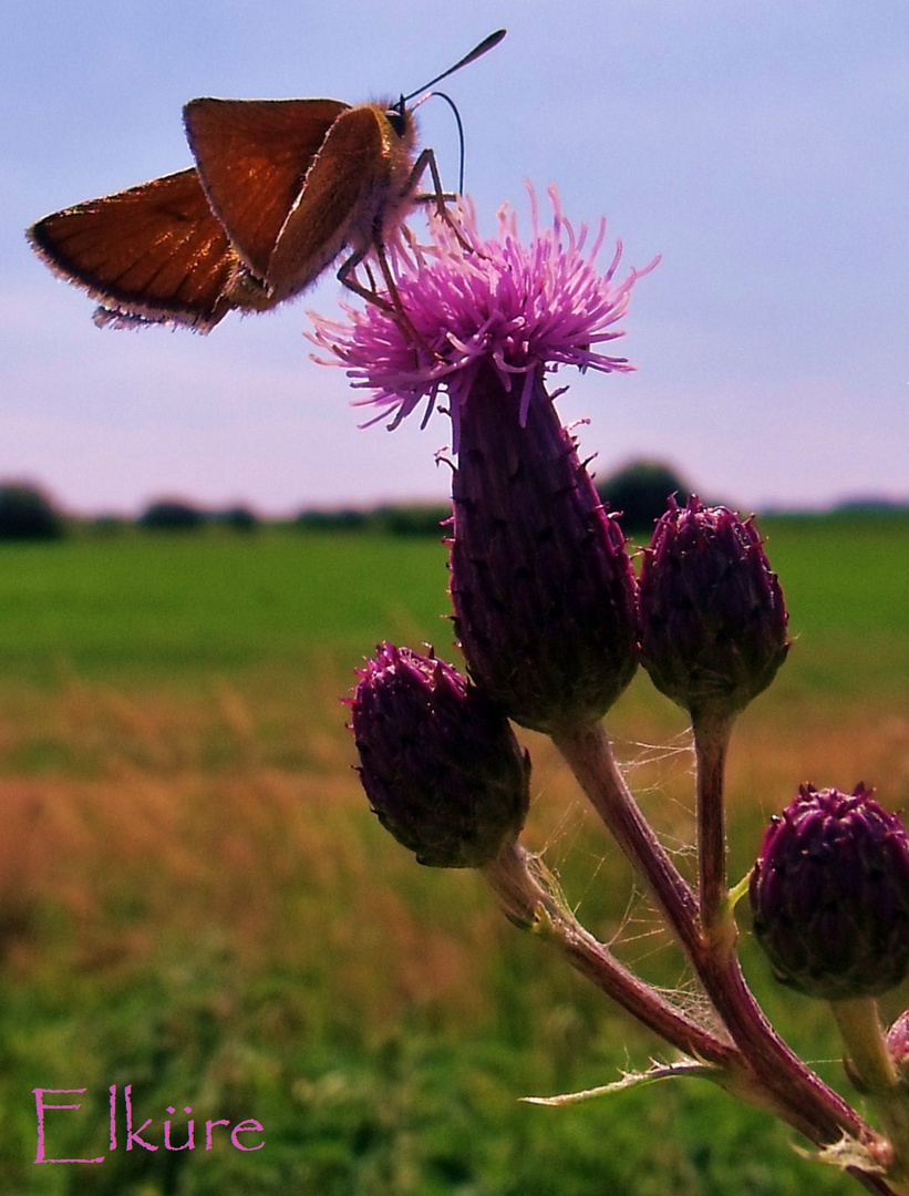 Schmetterling auf Distel von Elküre