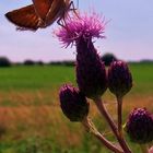 Schmetterling auf Distel von Elküre