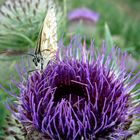 Schmetterling auf Distelblüte