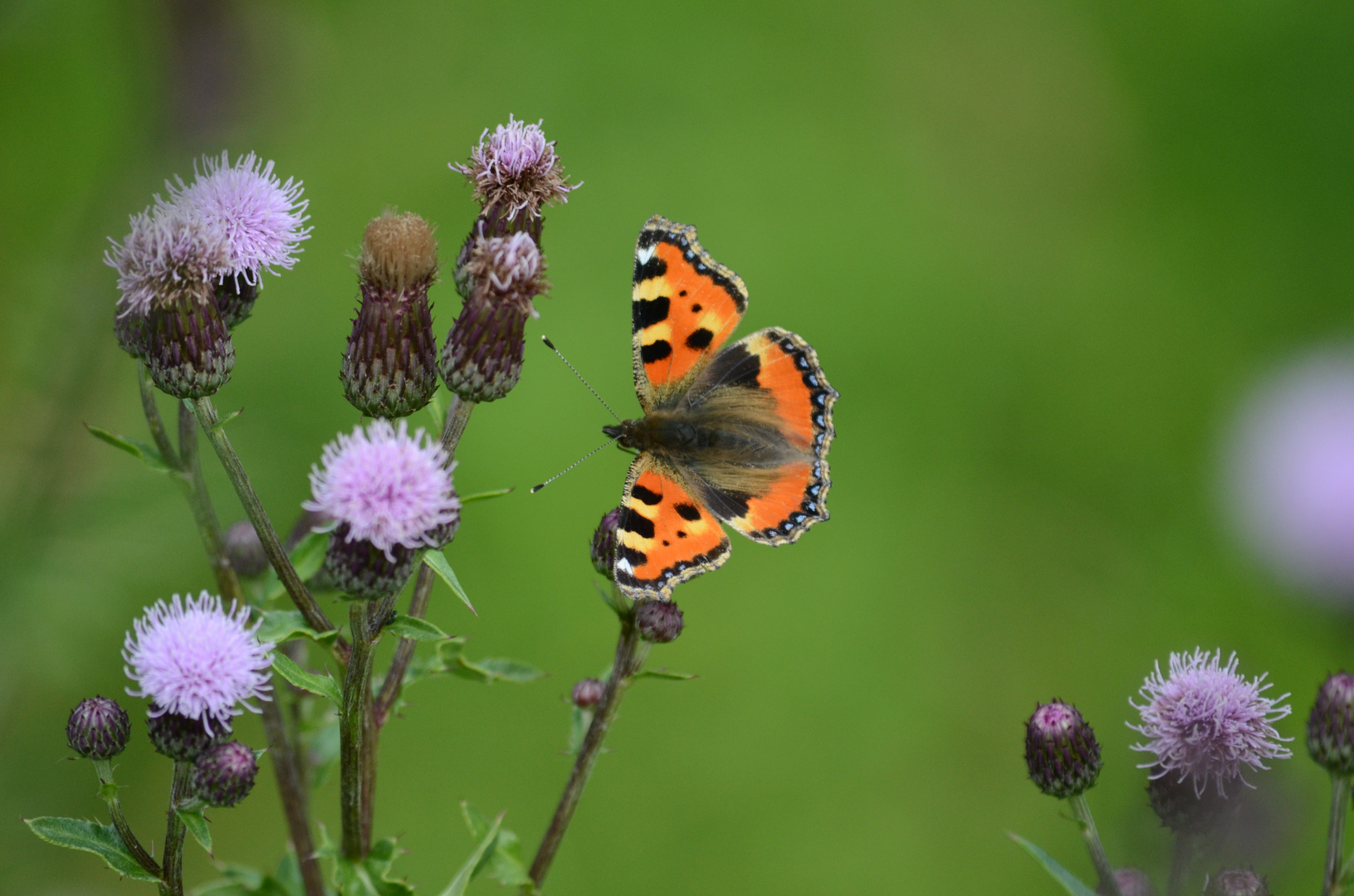 Schmetterling auf Distelblüte