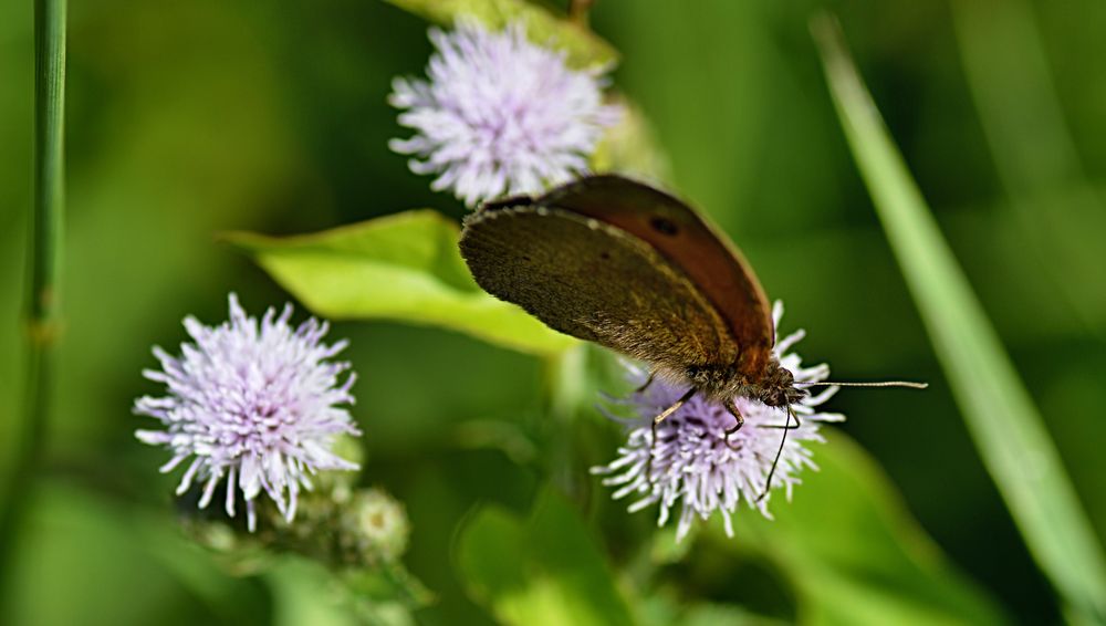 Schmetterling auf Distelblüte