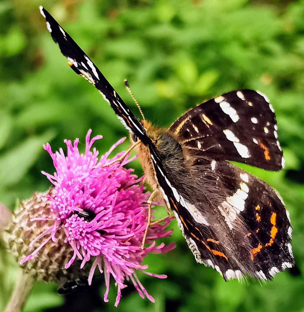 Schmetterling auf Distelding