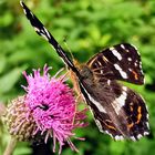 Schmetterling auf Distelding