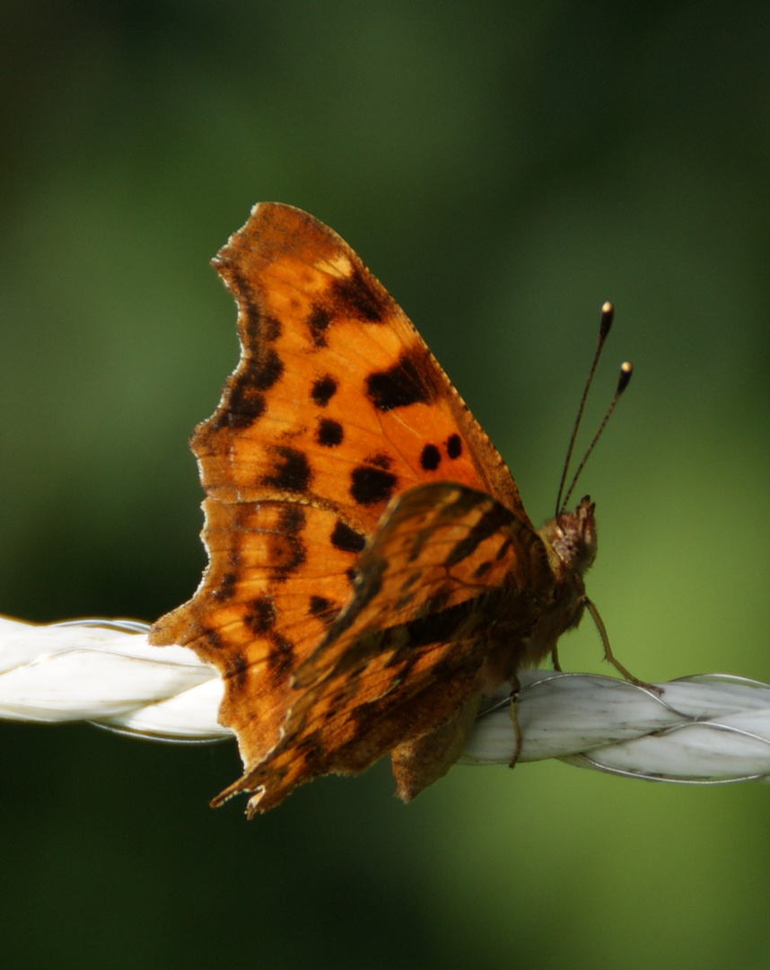 Schmetterling auf Draht