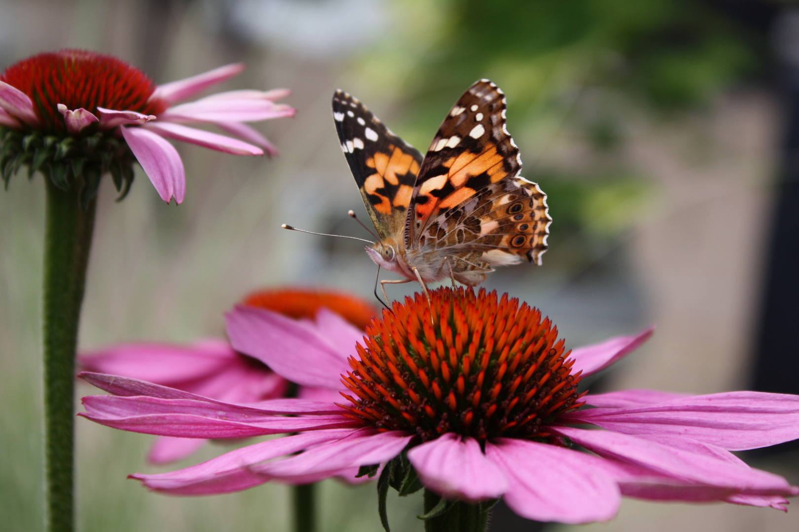 Schmetterling auf Echinacea