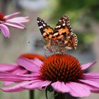 Schmetterling auf Echinacea