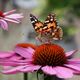 Schmetterling auf Echinacea