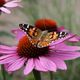 Schmetterling auf Echinacea