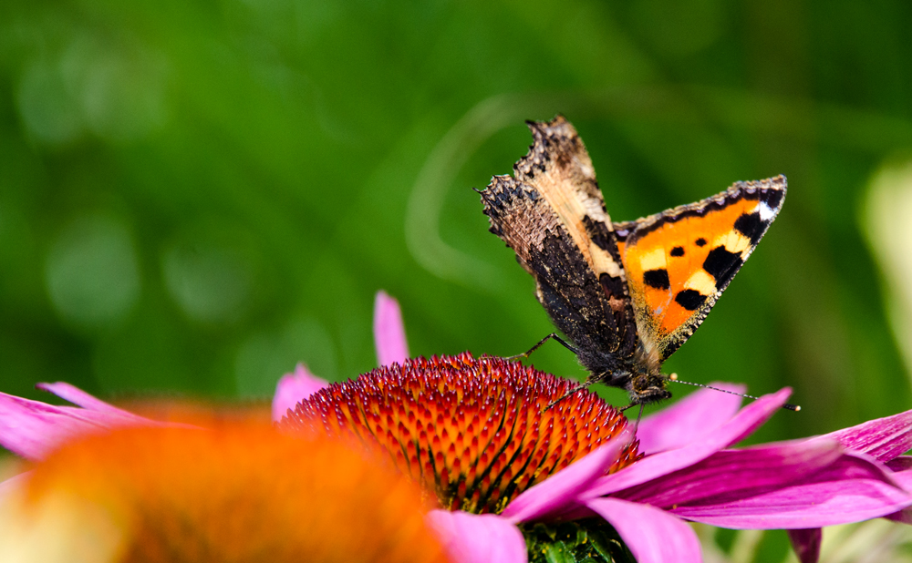 Schmetterling auf Echinaceablüte