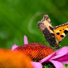 Schmetterling auf Echinaceablüte